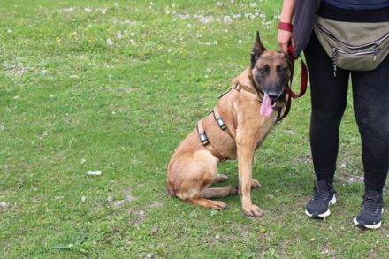 Akira - loyal, intelligent und voller Energie