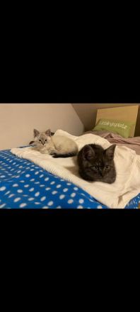 Zutrauliches Kitten, 10 Wochen