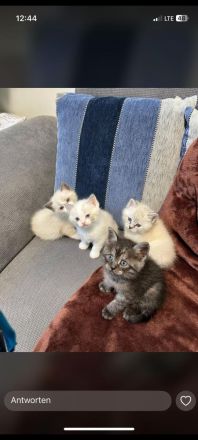 Zutrauliches Kitten, 10 Wochen