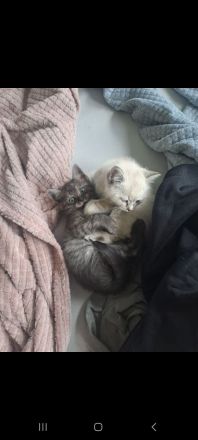 Zutrauliches Kitten, 10 Wochen