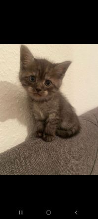 Zutrauliches Kitten, 10 Wochen