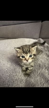 BKH Tabby Kitten