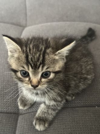 BKH Tabby Kitten