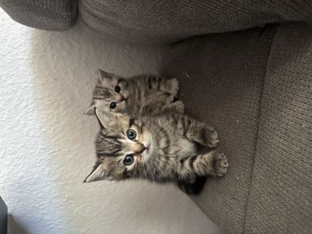 BKH Tabby Kitten