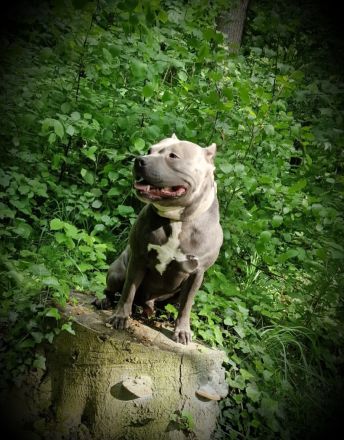 American Bully Deckrüde