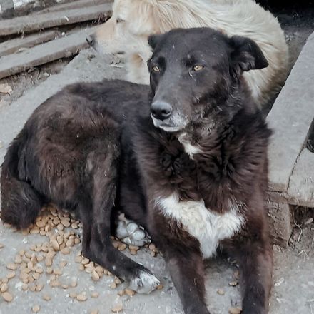 Karla wartet sehnsüchtig auf ihre Menschen für immer.