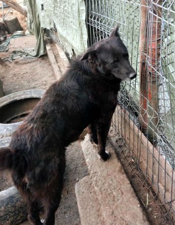 Karla wartet sehnsüchtig auf ihre Menschen für immer.