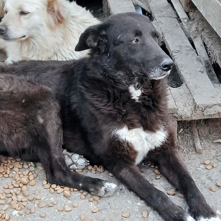 Karla wartet sehnsüchtig auf ihre Menschen für immer.