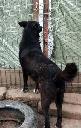 Karla wartet sehnsüchtig auf ihre Menschen für immer.