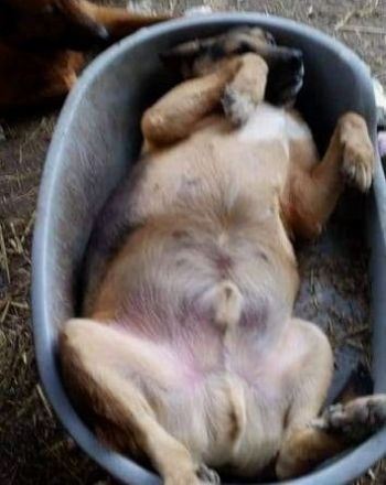 Kim sucht ein Zuhause für immer – ein besonderer Senior mit großem Herz