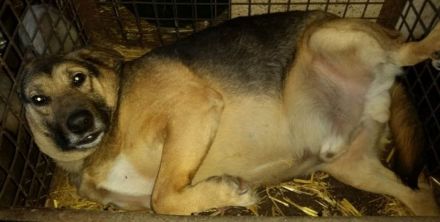 Kim sucht ein Zuhause für immer – ein besonderer Senior mit großem Herz