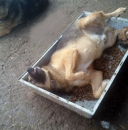 Kim sucht ein Zuhause für immer – ein besonderer Senior mit großem Herz