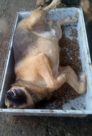 Kim sucht ein Zuhause für immer – ein besonderer Senior mit großem Herz