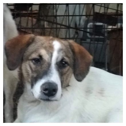 Wer sieht die schöne Kira?