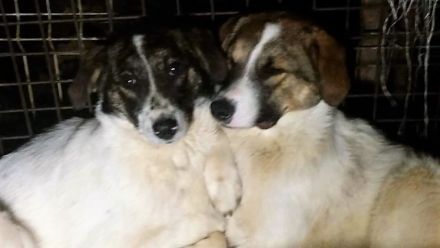 Wer sieht die schöne Kira?