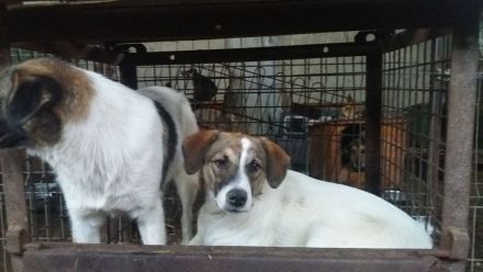 Wer sieht die schöne Kira?