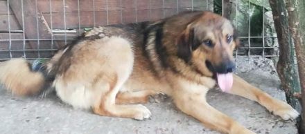 Und hier kommt KLAUSI – ein Rohdiamant, der nur darauf wartet, zu strahlen!