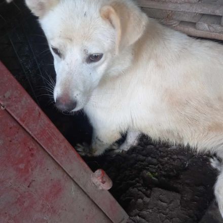 Kosmo - Ein liebevoller Hund auf der Suche nach einem Zuhause