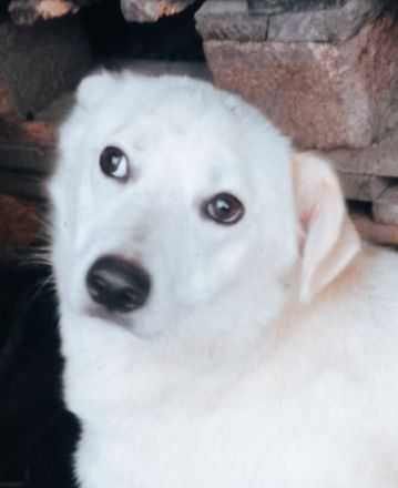 Kosmo - Ein liebevoller Hund auf der Suche nach einem Zuhause