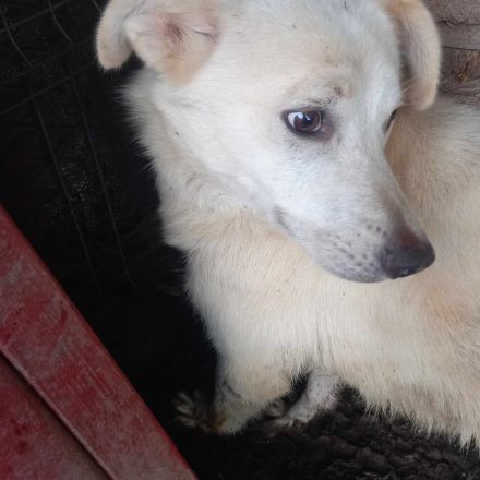 Kosmo - Ein liebevoller Hund auf der Suche nach einem Zuhause