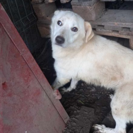 Kosmo - Ein liebevoller Hund auf der Suche nach einem Zuhause