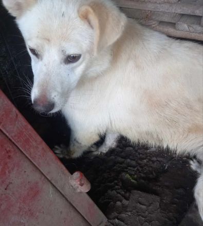 Kosmo - Ein liebevoller Hund auf der Suche nach einem Zuhause