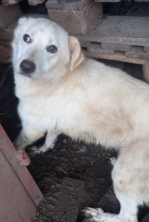 Kosmo - Ein liebevoller Hund auf der Suche nach einem Zuhause