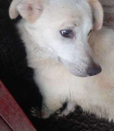 Kosmo - Ein liebevoller Hund auf der Suche nach einem Zuhause