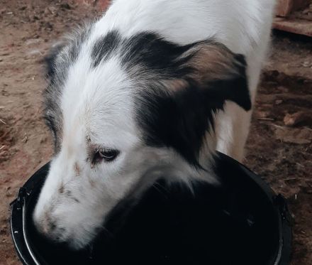 Lambada – Ein Herz voller Liebe sucht ein Zuhause!