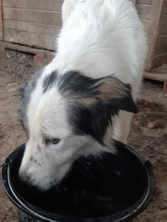 Lambada – Ein Herz voller Liebe sucht ein Zuhause!