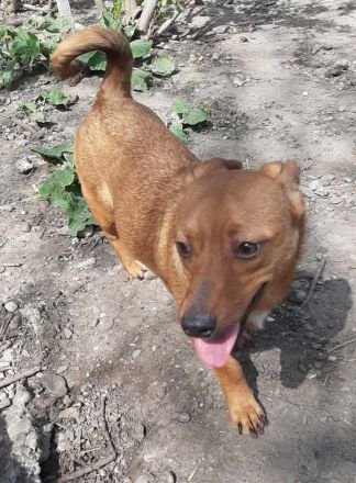 Leonie und Lillyfee – Zwei kleine Schätze suchen ein liebevolles Zuhause