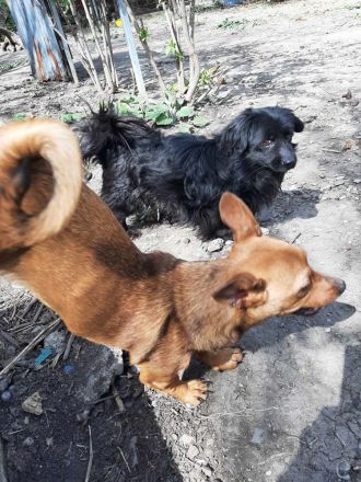 Leonie und Lillyfee – Zwei kleine Schätze suchen ein liebevolles Zuhause