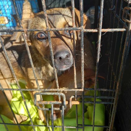 Leonie und Lillyfee – Zwei kleine Schätze suchen ein liebevolles Zuhause