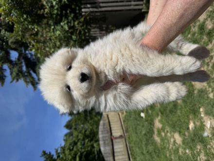 Samojdenwelpen aus TOP Zucht