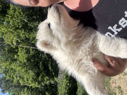 Samojdenwelpen aus TOP Zucht