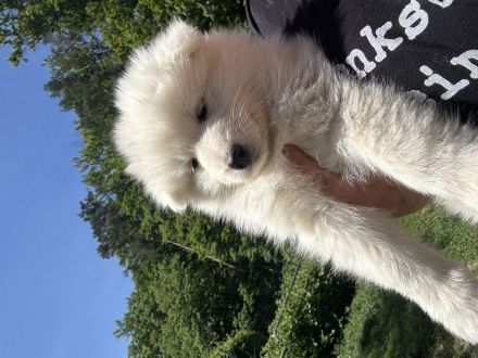 Samojdenwelpen aus TOP Zucht