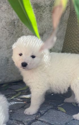 Samojdenwelpen aus TOP Zucht