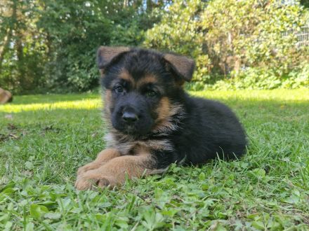 Verkaufe süße DSH Welpen