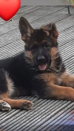 Verkaufe süße DSH Welpen