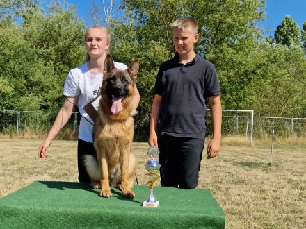 Verkaufe süße DSH Welpen