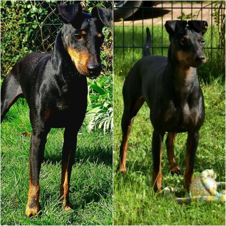 Manchester Terrier Welpen ,Reinrassig mit Papieren /Ahnentafel