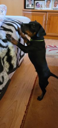 Manchester Terrier Welpen ,Reinrassig mit Papieren /Ahnentafel