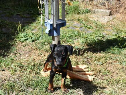 Manchester Terrier Welpen ,Reinrassig mit Papieren /Ahnentafel