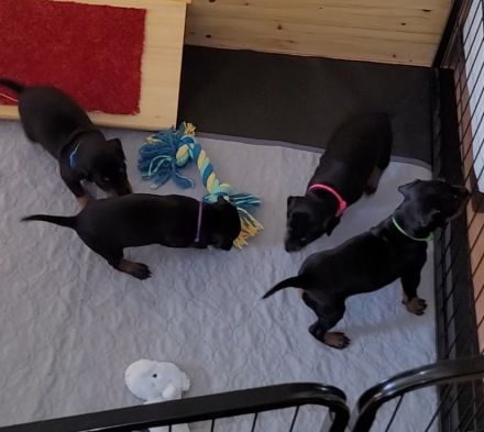 Manchester Terrier Welpen ,Reinrassig mit Papieren /Ahnentafel