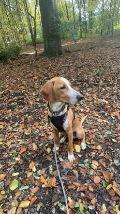 Gino sucht ein Zuhause für immer