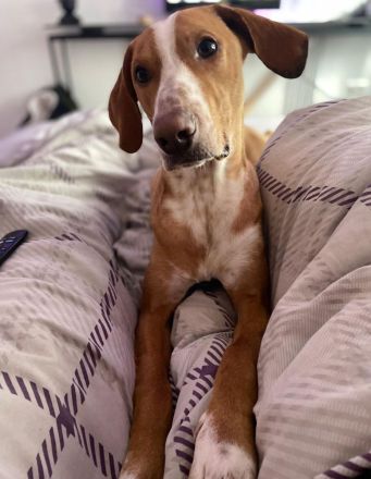 Gino sucht ein Zuhause für immer