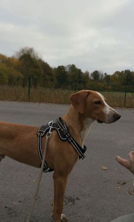 Gino sucht ein Zuhause für immer