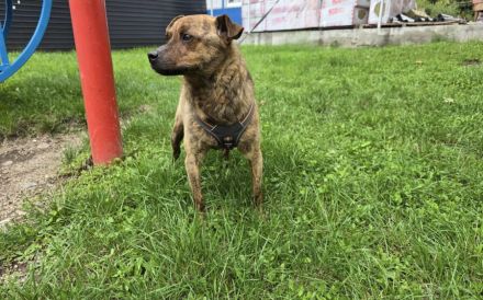 Einfühlsames Zuhause für Tobi gesucht