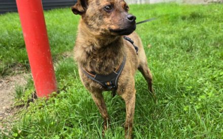 Einfühlsames Zuhause für Tobi gesucht