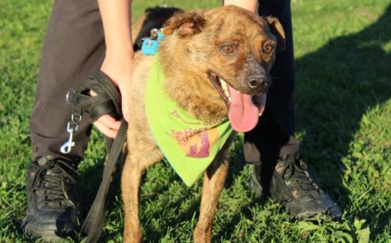 Einfühlsames Zuhause für Tobi gesucht